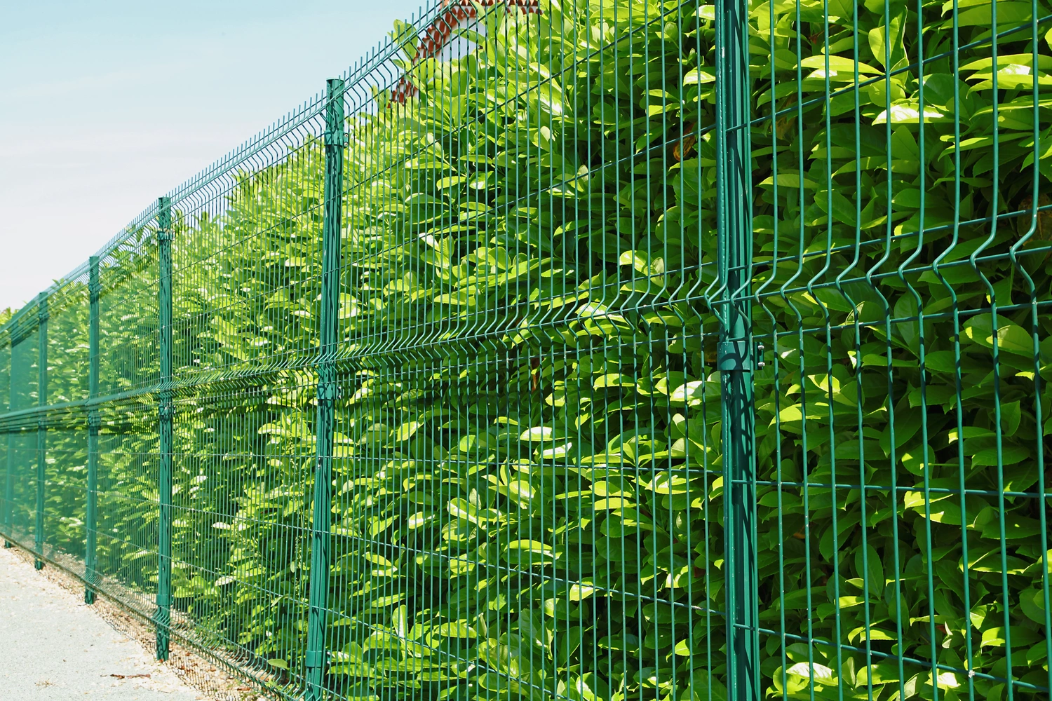 cloture avec occultation végétale